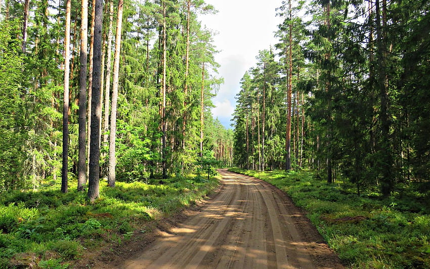 Forest Path, caminho, Letônia, árvores, estrada, floresta papel de parede HD