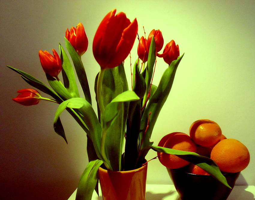 Tulips, still life, orange, red HD wallpaper