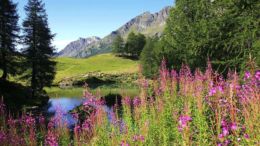 Weidenröschen Alaska, bunt, tress, schön, Alaska, lila, Seen, lila Blüten, grün, Natur, Blumen, Berge, Wald, Weidenröschen HD-Hintergrundbild