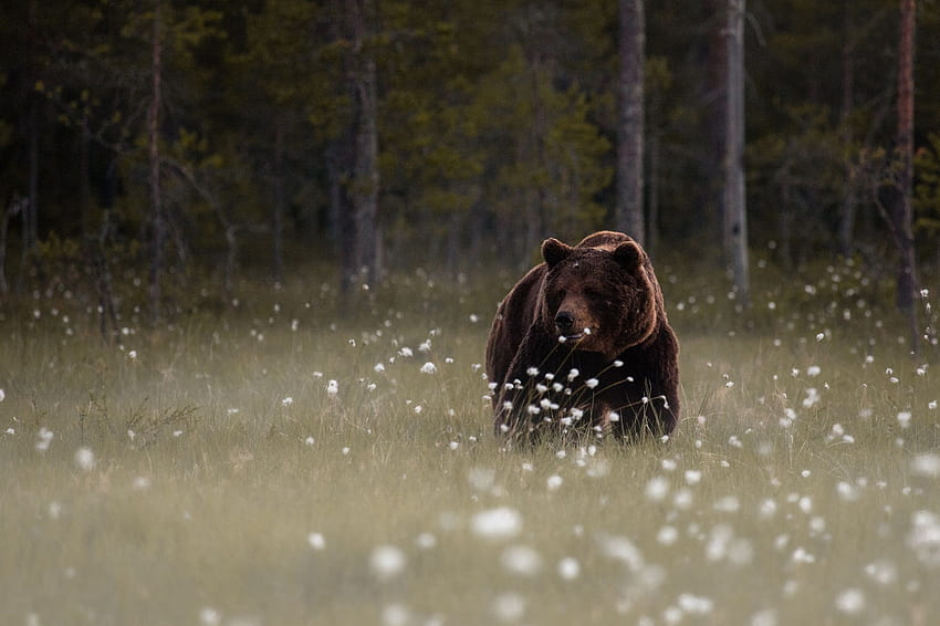 Urso Pardo Fundo Do Urso Pardo. Urso, ursinho de pelúcia solitário e ursinho de pelúcia triste papel de parede HD