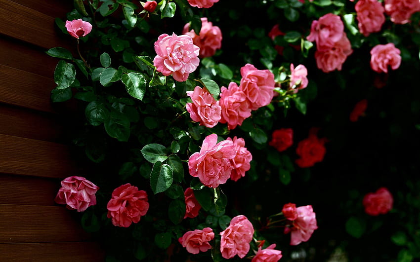 Blumen, Rosen, Grüns, Wand HD-Hintergrundbild