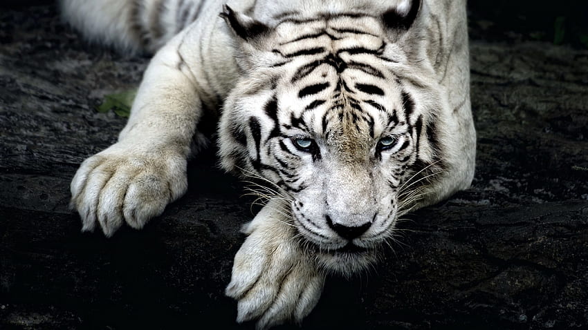 Animals, Predator, Sight, Opinion, Tiger, White Tiger, Paw HD wallpaper