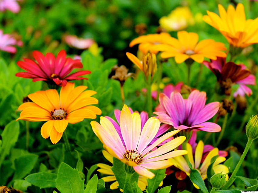 Colorful daisy flowers, Colorful Daisies HD wallpaper