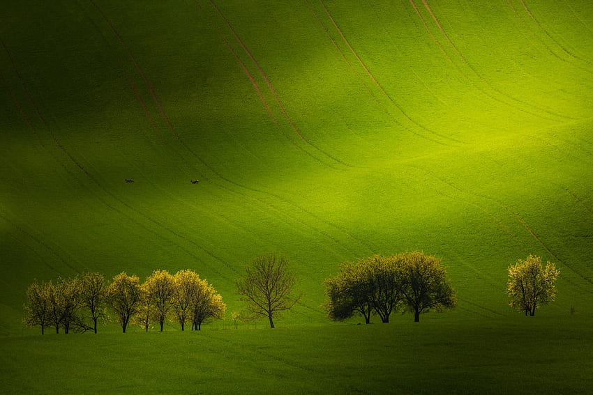 :), nature, rural, tree, green HD wallpaper