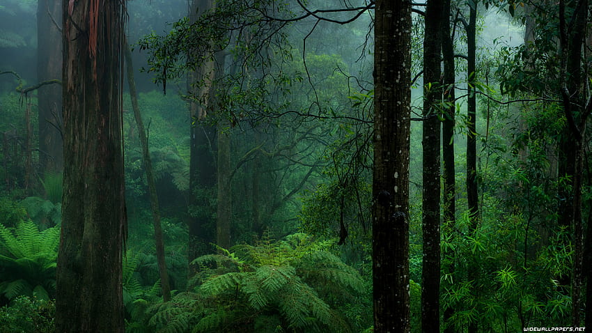Заглавие Misty Green Forest Earth Forest Green - Ultra - - HD тапет