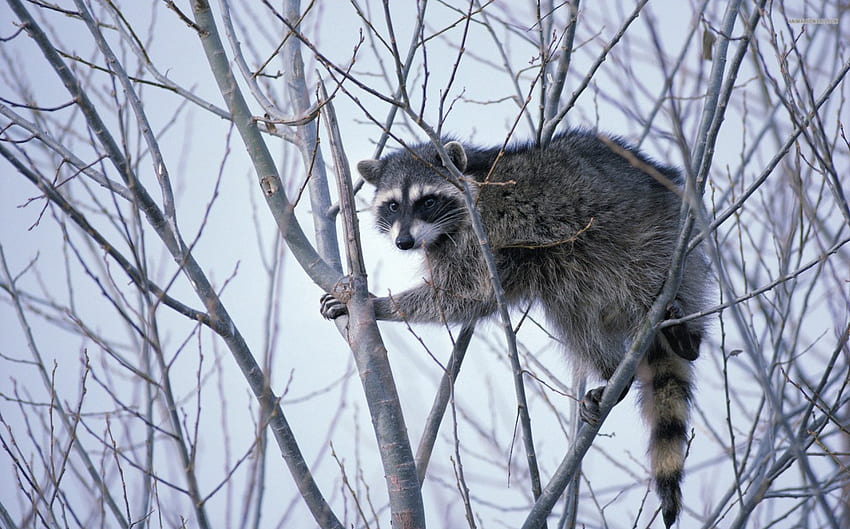 Raccoon in a Tree, wildlife, animals, raccoon, nature, mammals, tree HD wallpaper