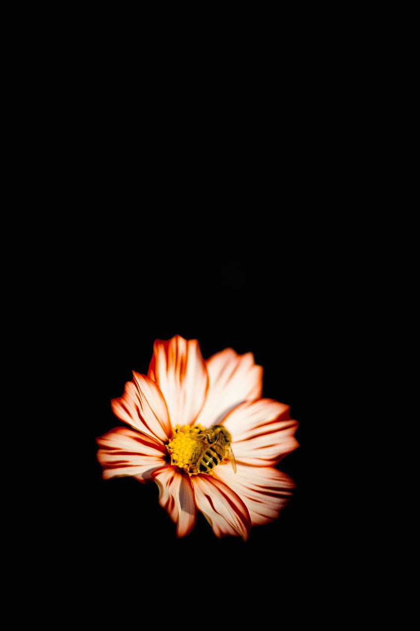 Blume, Makro, Insekt, Biene, Bestäubung HD-Handy-Hintergrundbild