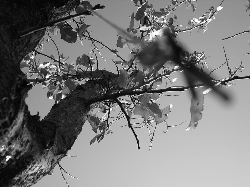 go to the sky, yellow, black and white, autumn, leaf, sky, tree HD wallpaper