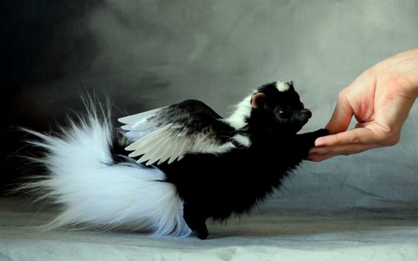Angel Shunk Fantasy Pet, Weiß, Haustiere, Schwarz, Shunk, Flügel, Fantasie, Engel HD-Hintergrundbild