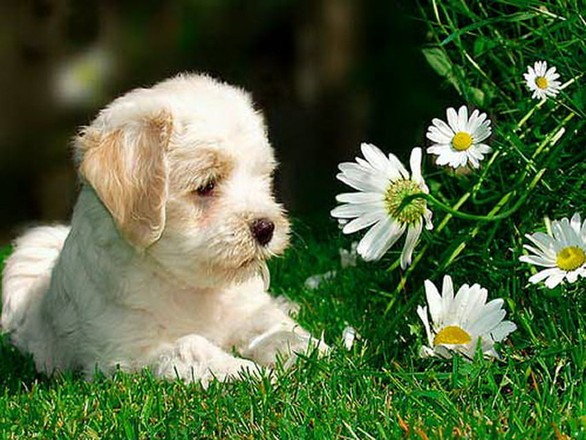 A little sweety for Tamara, puppy, cute summer, yellow and white, grass, daisies HD wallpaper