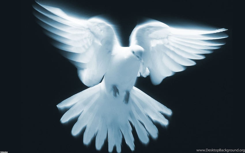 White Dove Flight Wings Peace Pigeon Bird Birds . Background HD wallpaper