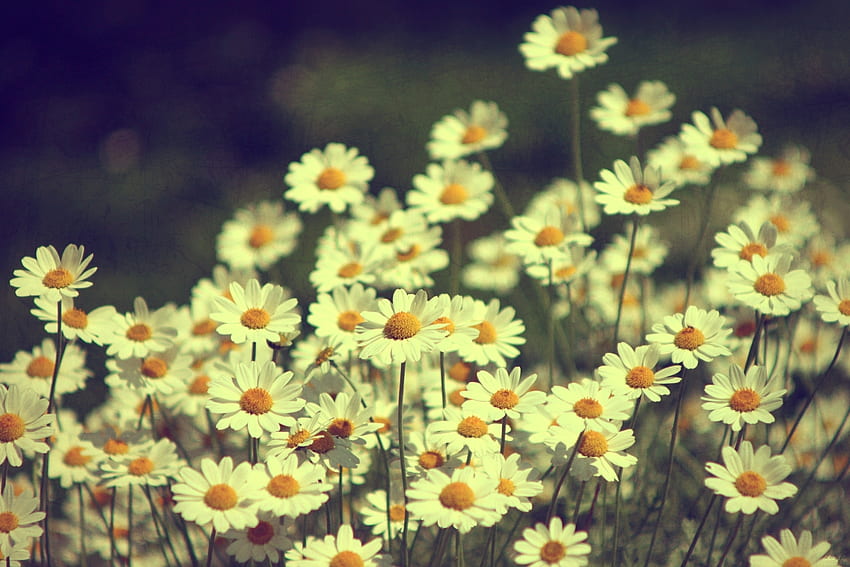 Bunga, Musim Panas, Kamomil, Lapangan Wallpaper HD