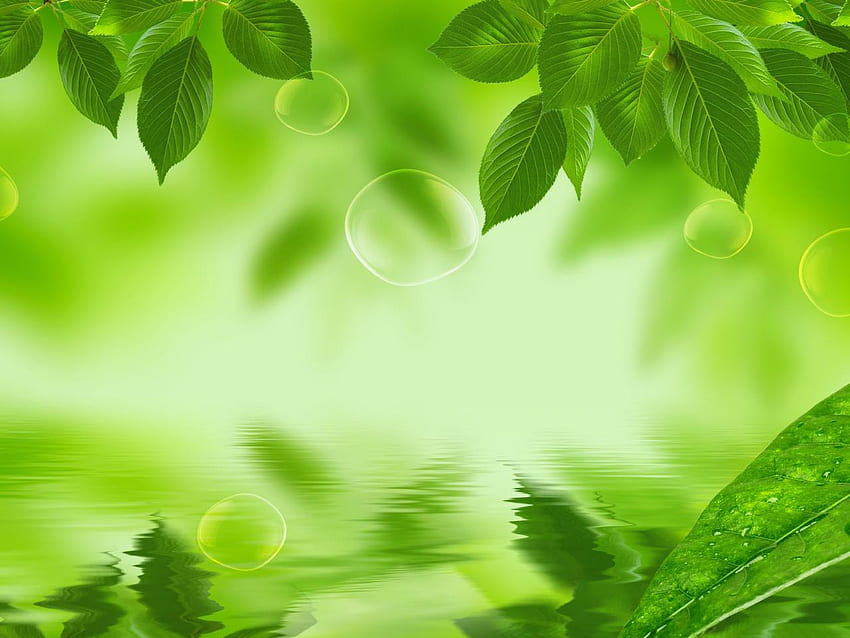 Fresh nature backgrounds HD wallpapers | Pxfuel
