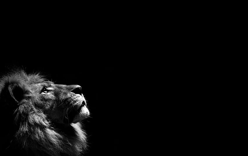Lew czarno-biały rozdzielczość wysokiej jakości, czarne minimalistyczne zwierzę Tapeta HD