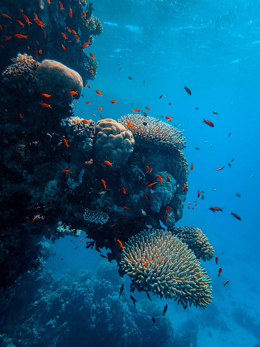 Natur, Fische, Korallen, Ozean, Unterwasserwelt HD-Handy-Hintergrundbild