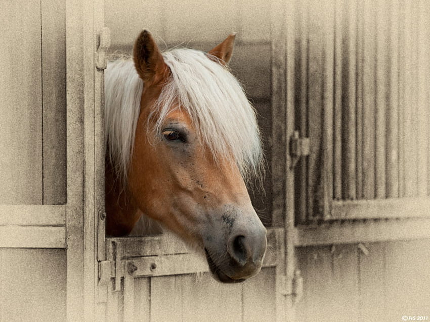 waiting, animal, horse, stable, pet HD wallpaper