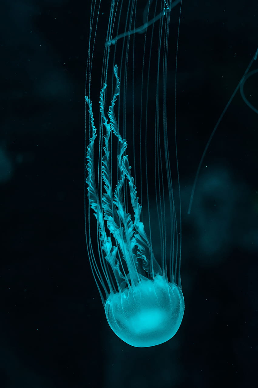 Animals, Jellyfish, Underwater World, Tentacles HD phone wallpaper