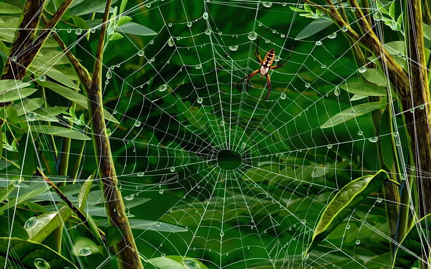 Araña en la telaraña, hojas, dibujo, ramas, araña, telaraña fondo de pantalla