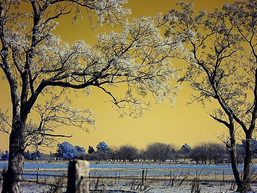 Winter Illusion, winter, plants, awesome, colors, grasslands, sunrise, nice, background, digital, fence, snow, trees, fullscreen, sunset, illusions, white, art, cold, landscape, grass, frontier, leaves, icy, fields, nature, leaf, trunks, ice, blue, colorful, natural, black, graphy, , gold, day, abstract, amazing, , golden, 3d and cg, frozen, beautiful, seasons, , gray, hop, branches, cool HD wallpaper