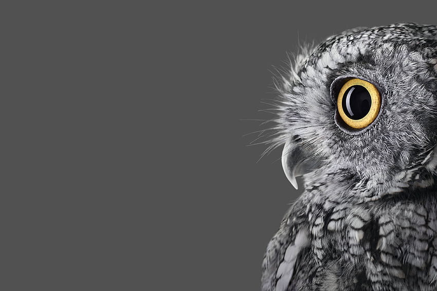 Surface Studio . Owl species, Western screech owl, Owl HD wallpaper