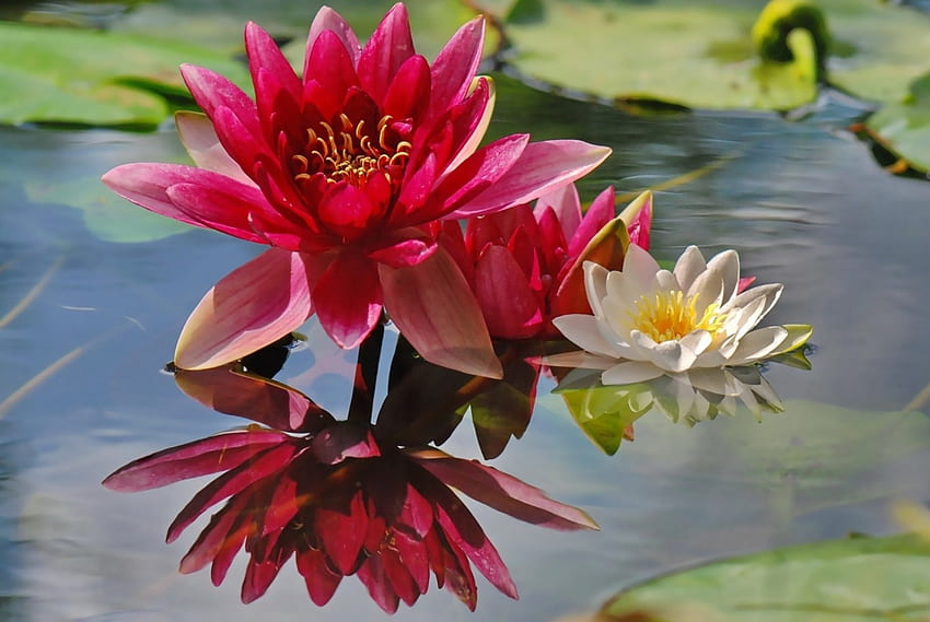 *** Water lilies ***, nature, flowers, wild, flower HD wallpaper