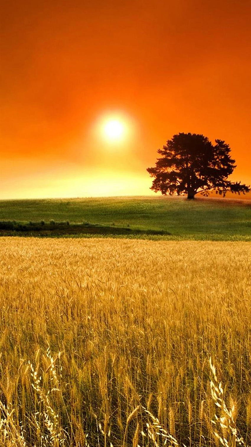 Prärie, Prärie-Sonnenuntergang HD-Handy-Hintergrundbild