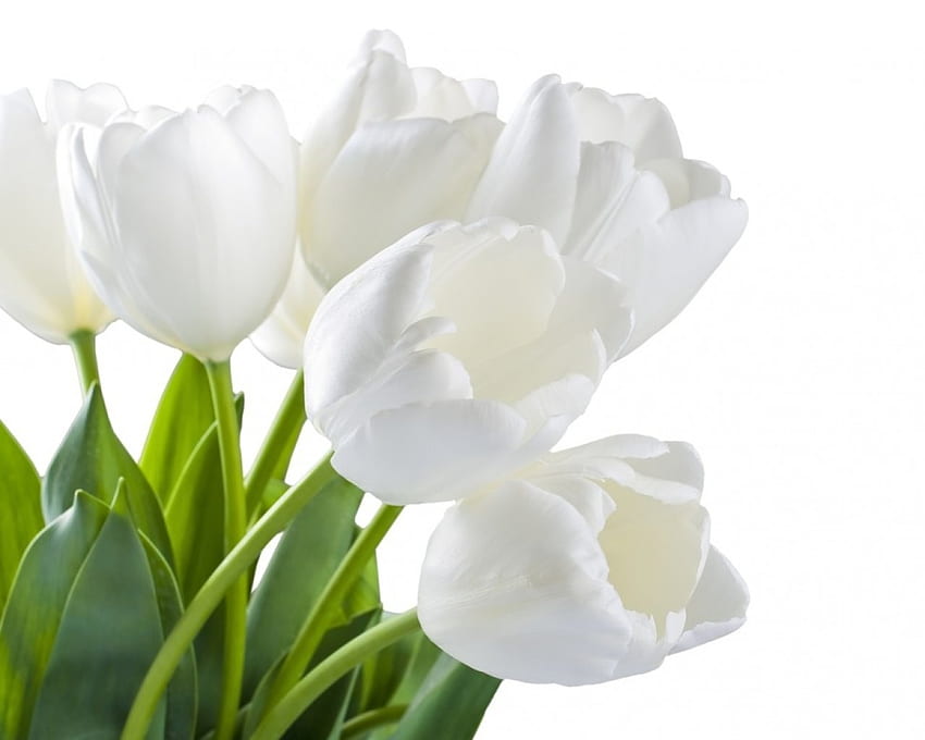 tulipanes blancos de primavera, blanco, brillante, floral, flores, luz, tulipanes, primavera fondo de pantalla