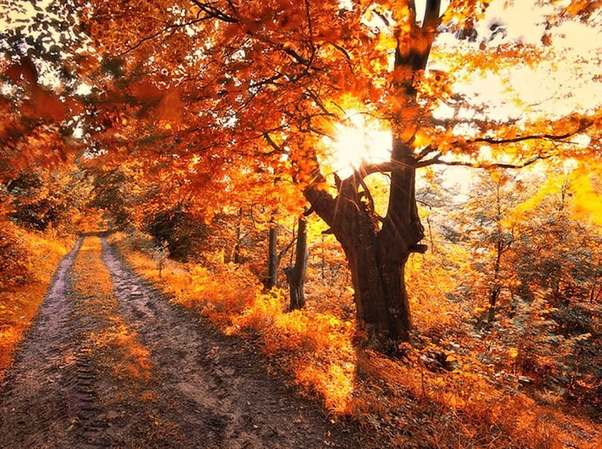 Calda luce autunnale, sole, natura, autunno, alberi Sfondo HD