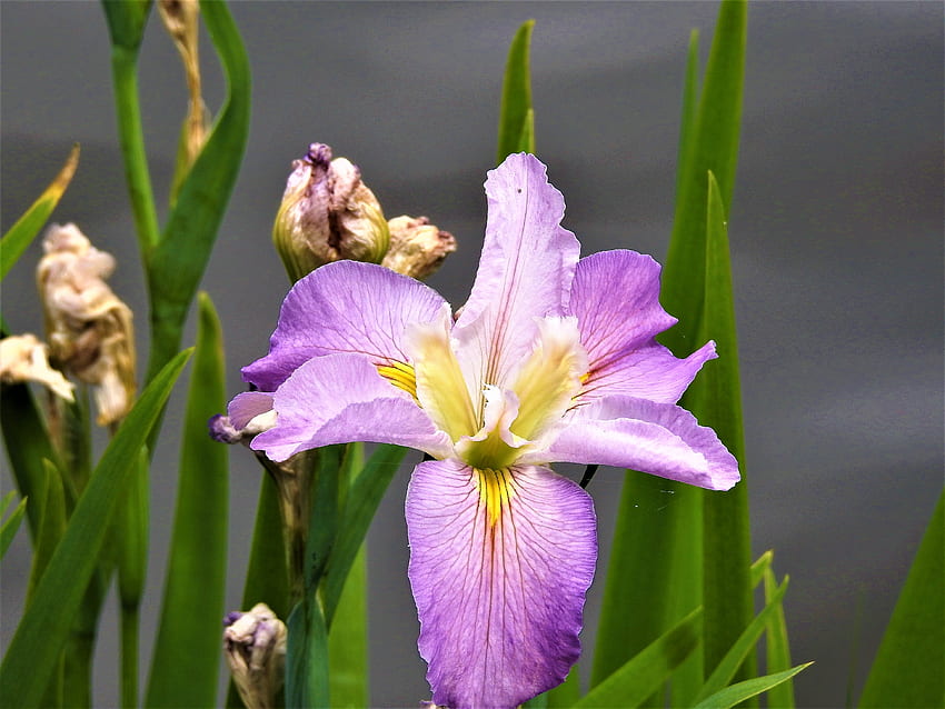 Iris, violet, fleur, nature, Roma Street Patkland Fond d'écran HD