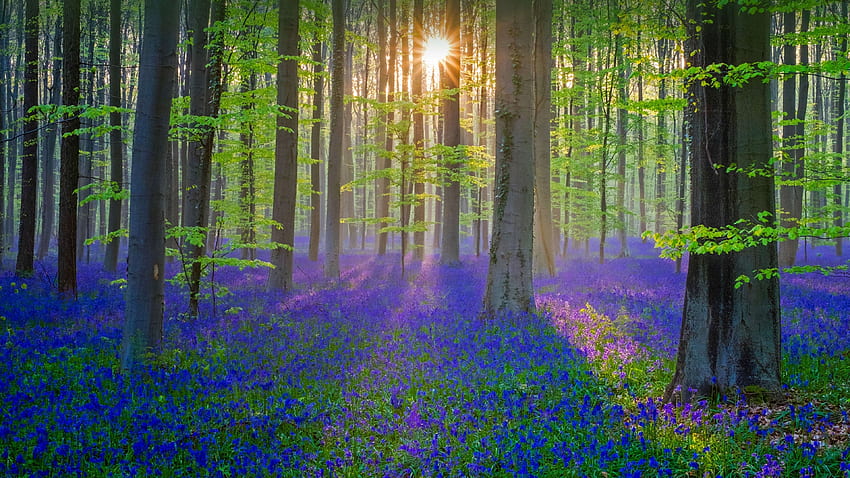Fleurs bleues, plantes, forêt, printemps, nature Fond d'écran HD