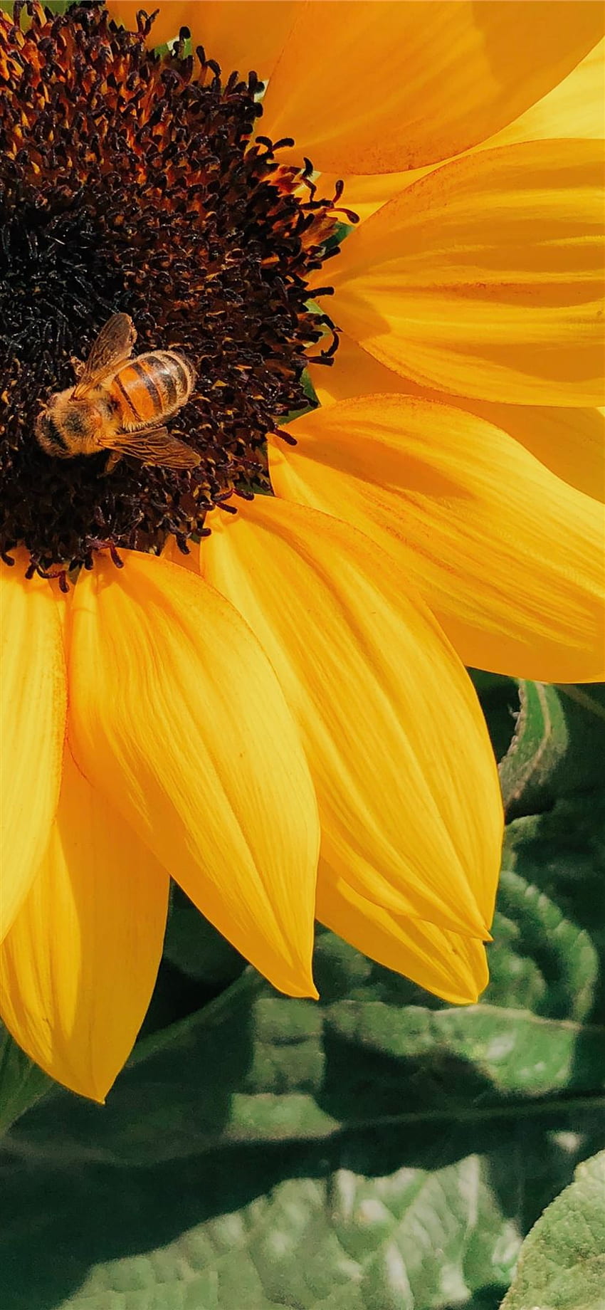 근접 촬영 p에서 노란 해바라기에 자리 잡고 있는 꿀벌. 아이폰 11 HD 전화 배경 화면
