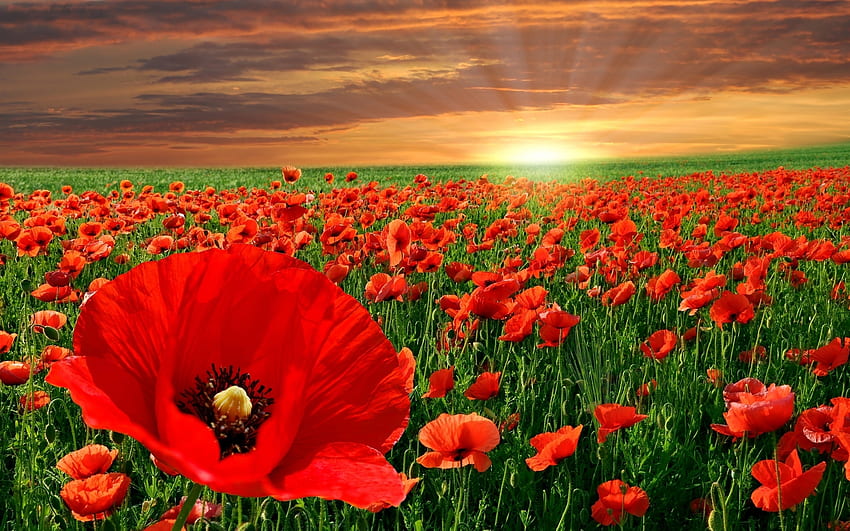 Plants, Landscape, Nature, Sunset, Poppies HD wallpaper