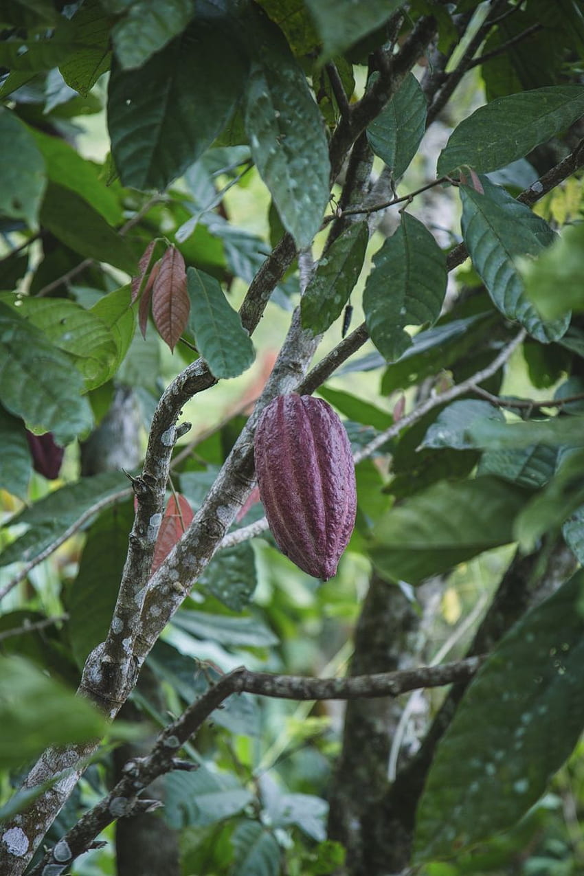 Cacao Tree . , PNG Stickers, & Background - rawpixel HD phone wallpaper