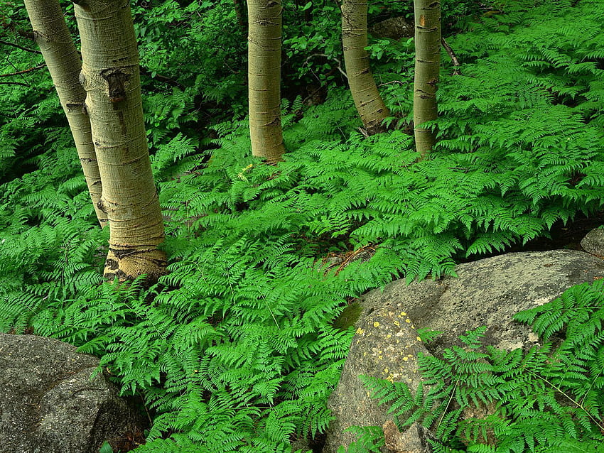 Nature, Plant, Fern, Forest, Greens HD wallpaper