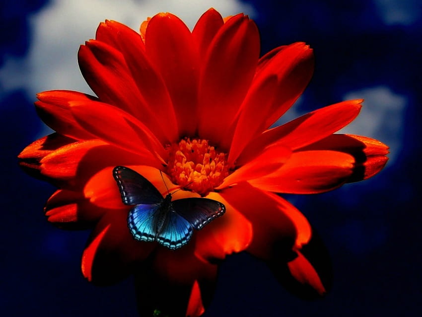 작은 파란색 나비, 꽃, 작은, 나비, 파란색 HD 월페이퍼