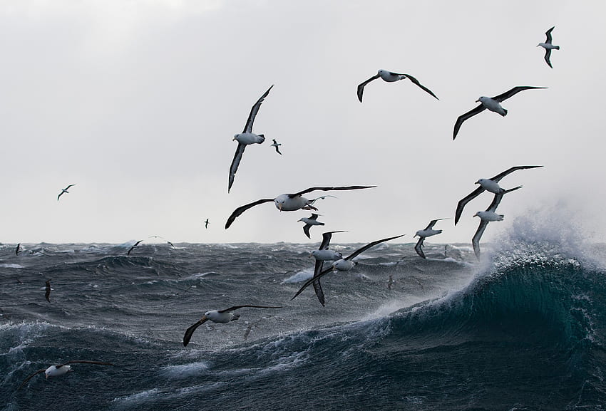 Gulls, sea storm, birds, sea HD wallpaper