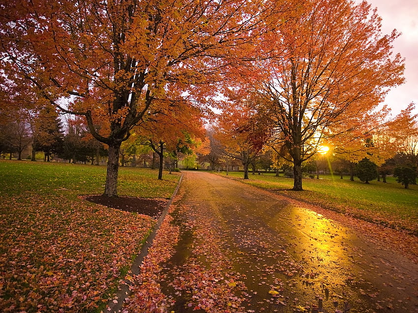 เส้นทางฤดูใบไม้ร่วง เส้นทาง ฤดูใบไม้ร่วง ฤดูใบไม้ร่วง หญ้า ส้ม ดวงอาทิตย์ สวนสาธารณะ trre วอลล์เปเปอร์ HD