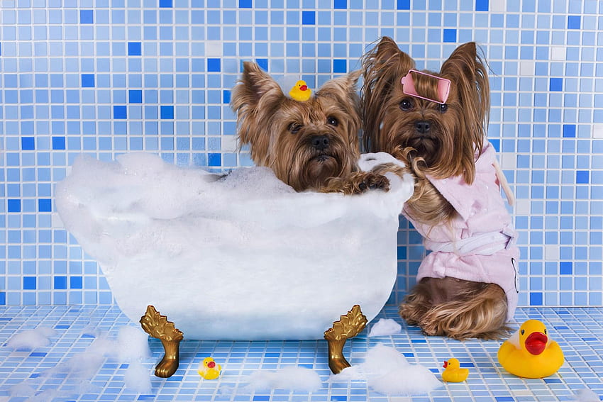 Perro bañándose divertido, perro azul fondo de pantalla