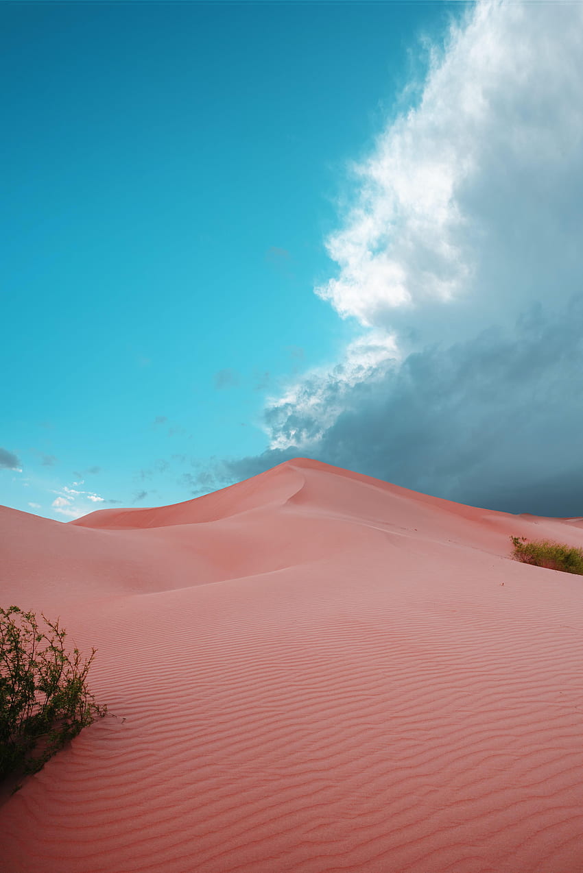 Nature, Sand, Desert, Bush, Traces, Dunes HD phone wallpaper