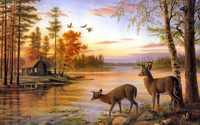 Deer for HD wallpaper