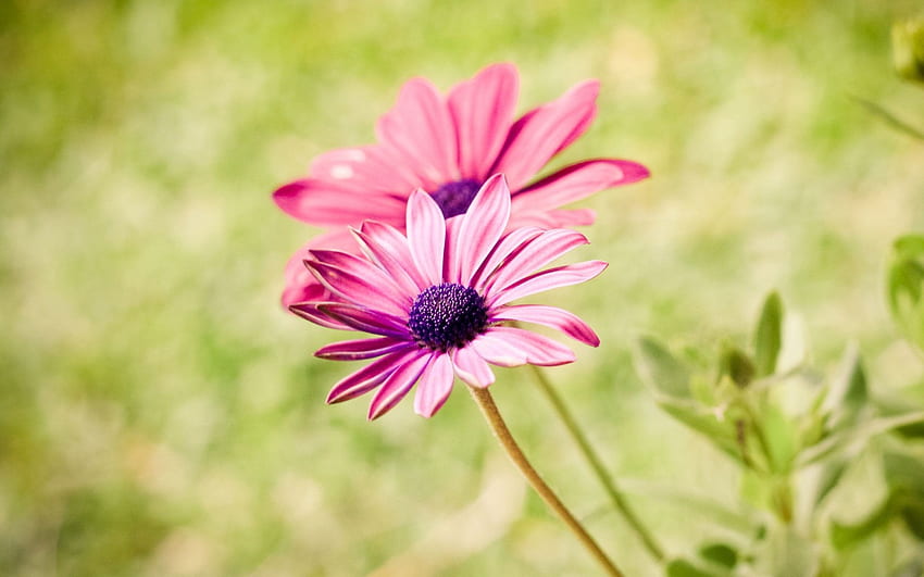 Summer Flower, Pink Summer Flowers HD wallpaper | Pxfuel