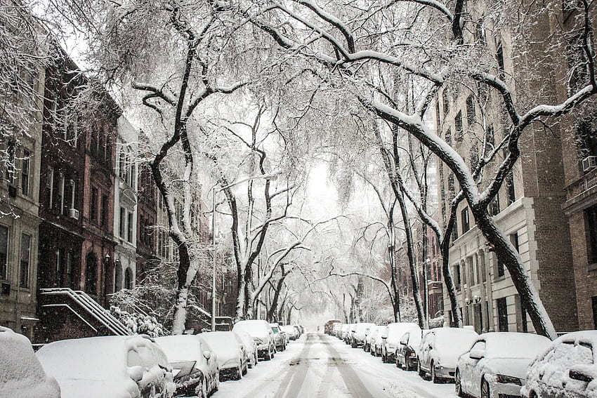 Дървета и коли, покрити със сняг · Наличност, снежен ден HD тапет