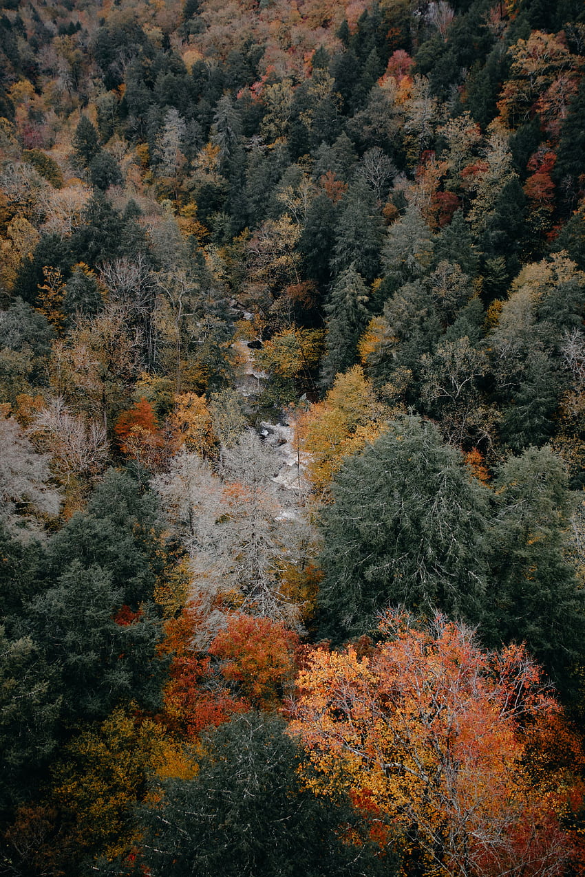Natura, alberi, autunno, vista dall'alto, top, top, colori autunnali, pitture autunnali Sfondo del telefono HD
