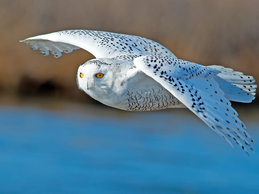 White Owl in Flight, wings, fly, birds, owl HD wallpaper
