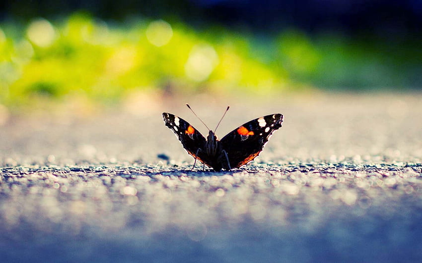 Makro, połysk, światło, powierzchnia, owad, motyl, skrzydła Tapeta HD