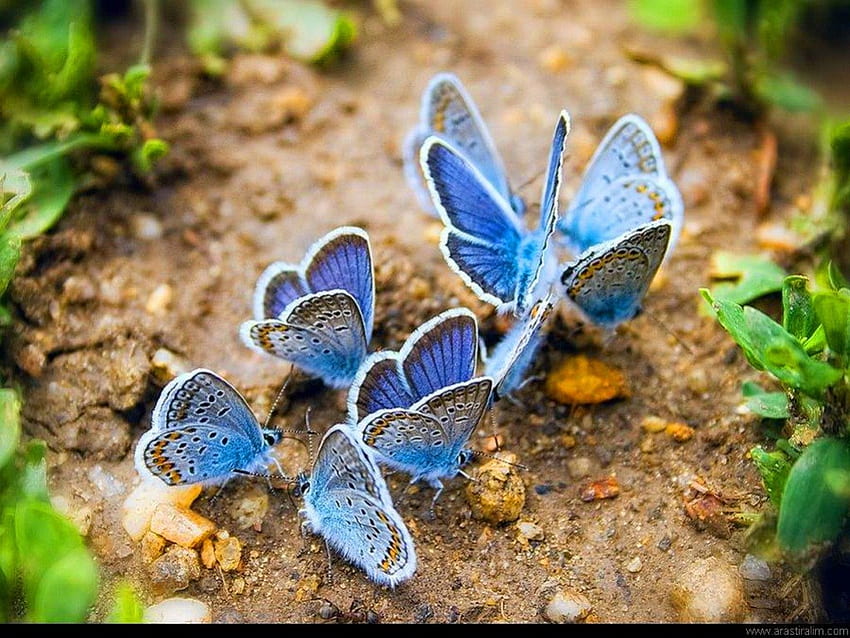Puddling, Butterflies, nutrients, Common Blues, group HD wallpaper