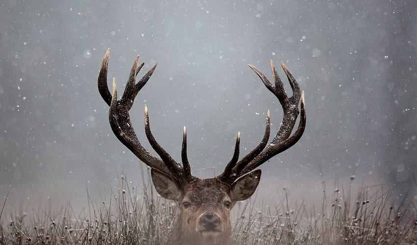 buck head artowrk white background #deer #galaxy #simple #1080P #wallpaper  #hdwallpaper #desktop | Hd wallpaper, Wallpaper, White background