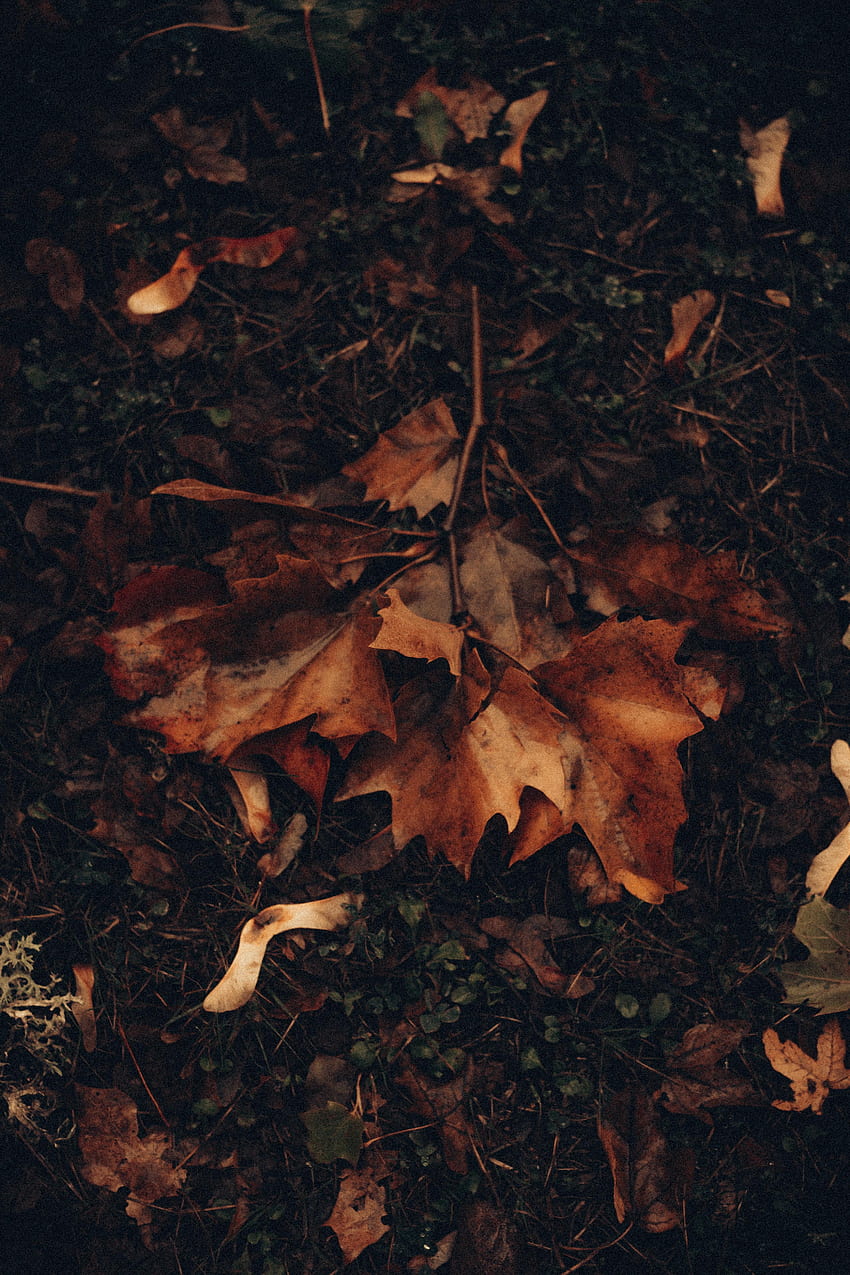 Nature, Grass, Autumn, Leaves, Foliage, Maple HD phone wallpaper | Pxfuel