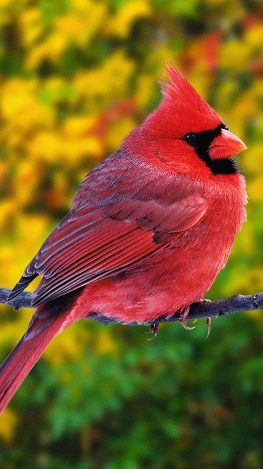 Animal iPhone 6 131. Beautiful bird , Most beautiful birds ...