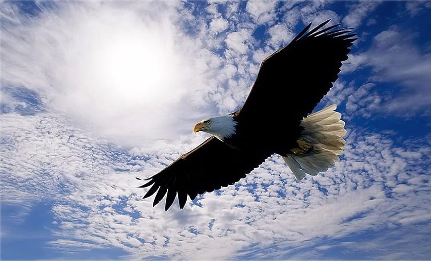 Soaring High, Adler, Wolken, Himmel, Fliegen, Raptor HD-Hintergrundbild